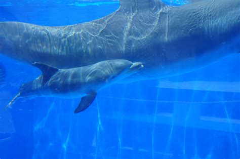 bottlenose dolphin calf dies  marineland orlando sentinel