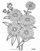 Coloring Flower Pages Flowers Aster Color Drawing Drawings Colouring Choose Board sketch template