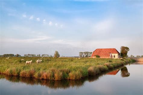 boerderij en schapen op weiland door rivier stock afbeelding image