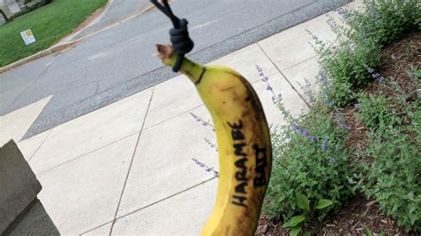 f b i helping american university investigate bananas found hanging