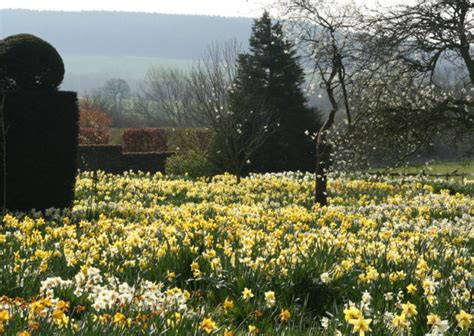great daffodil gardens  visit  english garden
