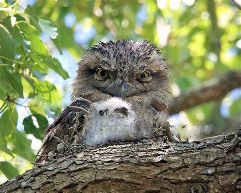 hard  spot  worth     surprising tawny frogmouth facts