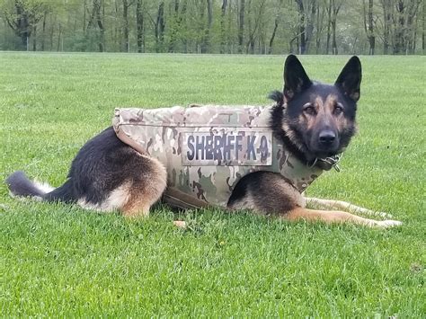 Ccso K9 Nichols Receives Donation Of Body Armor The Herald Courier