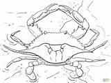 Crab Coloring Jaiba Cangrejo Siri Supercoloring Crabs Oceano Claw Stencils sketch template