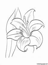 Amaryllis 1coloring sketch template