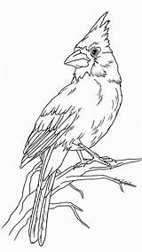Bird Drawing Coloring Red Drawings Cardinal Patterns Printable Carving Pages Wood Cardinals Cardenales Animal Burning Dibujos Color Dibujo Pintura Painting sketch template
