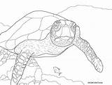 Turtle Sea Coloring Drawing Pages Green Color Getdrawings Kids Hawksbills Help Printable Getcolorings Swimming sketch template
