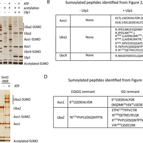 proteome wide analysis of protein sumoylation sites using gg remnant