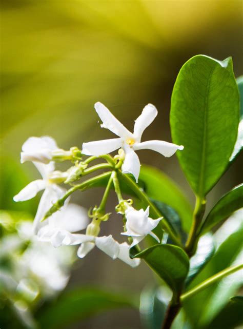 indian jasmine planting growing care