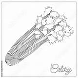 Zentangle Celery sketch template