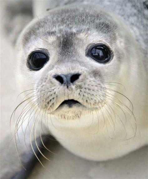 adorable grey seal pup cute creatures beautiful creatures animals beautiful pretty animals