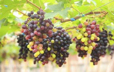 seedless grape facts    seedless grape reproduce