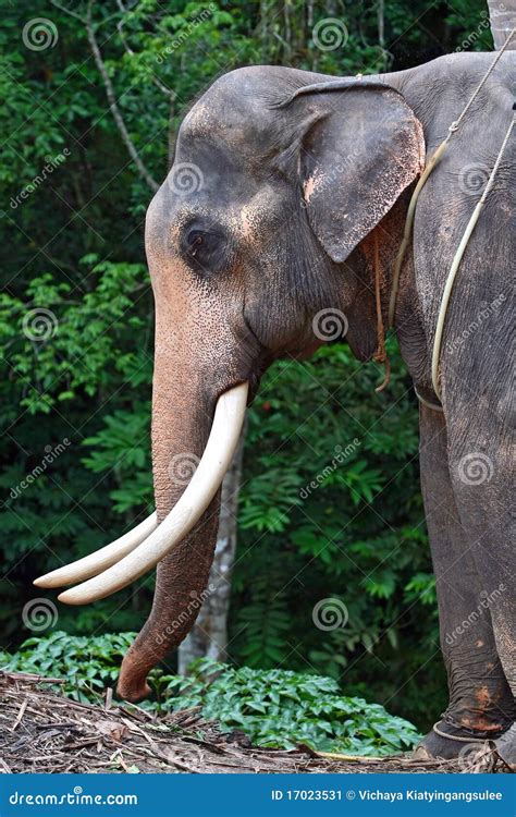 elephant head stock image image  addo brown head