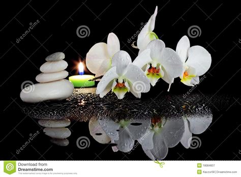 white orchid  spa stock image image  impression