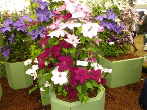 Two Clematis In The Same Pot — Bbc Gardeners World Magazine