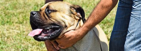 verplichte opvoedcursus voor gevaarlijke hondenrassen om vele bijtincidenten max vandaag