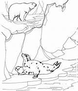 Seal Coloring Pages Animals Arctic Ledge sketch template