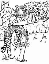 Kolorowanki Wydruku Tygrysy Druku Zwierzeta Kolorowanka Tygrys Colouring sketch template
