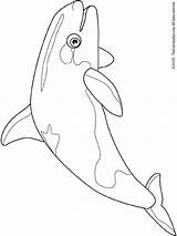 Raie Dessin Orca Coloring Colorier Coloriage Manta sketch template