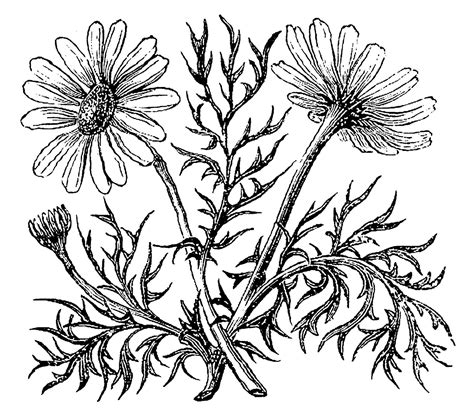 digital stamp design  wildflower drawings downloadable transfer clipart package botanical