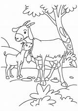 Goat Pages Cabra Cabras Filhote Ausmalbilder Kid Ziege Loving Fazenda Parentune Worksheets Tudodesenhos Sheets sketch template