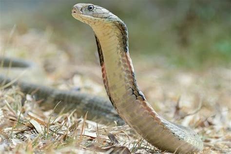 gambar ular cobra inhu lc