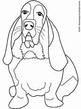 Basset Hound Beagle Kleurplaten Bassett Biegel Kleurplaat Imprimer Honden Assis Cani Malvorlage sketch template