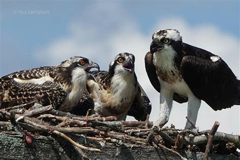 osprey chicks begging for food photograph by lisa campbell