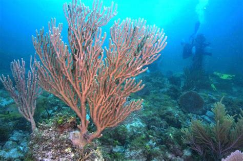 underwater plant coral reef plants ocean plants ocean acidification