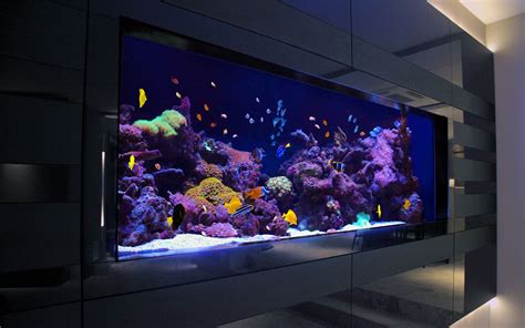 making  home environment      aquarium