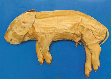 fetal pig preserved single injected  medium flinn scientific