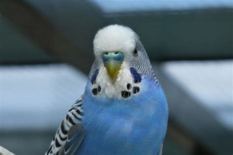 blue parakeet      petsmont