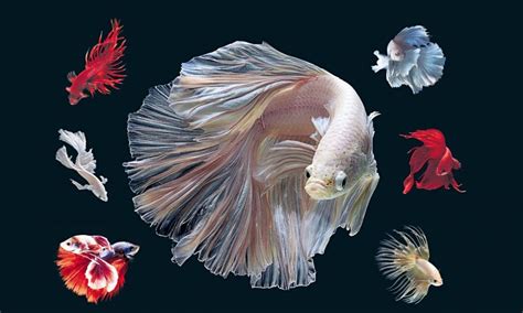wallpaper gambar foto ikan cupang hd hewanpedia