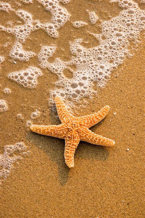 starfish   beach photograph  douglas pulsipher