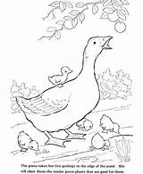 Coloring Pages Farm Animals Animal Realistic Pond Goose Printable Getcolorings Mother Color Getdrawings Colorings sketch template