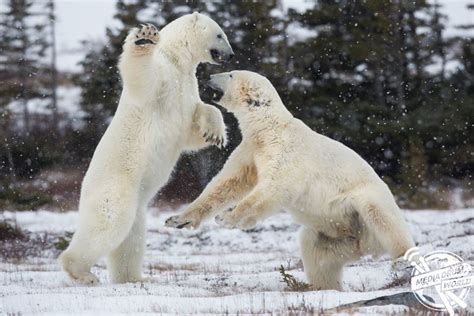 Why Do These Mighty Polar Bears Look Like They Are Dancing The Waltz