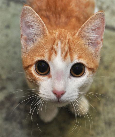 orange kitten    cat photographer  san francisco fe flickr