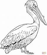Pelican Coloring Pages Printable Pelicans Realistic Brown Drawing California Bird Supercoloring Color Birds Drawings Template Version Click Print Kids Designlooter sketch template