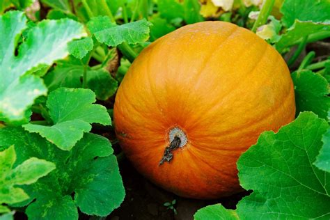 How To Tell When Pumpkins Are Ripe All Things Here