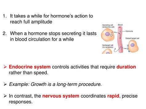 Ppt Endocrine System Powerpoint Presentation Free Download Id 1935603