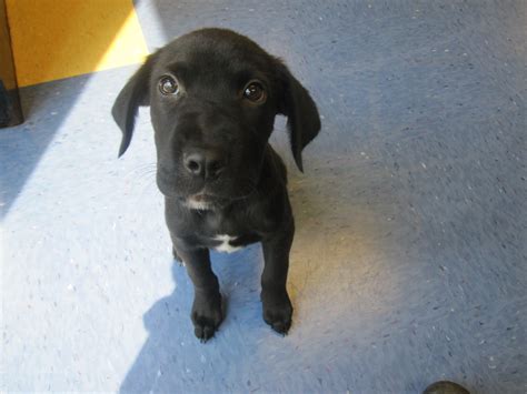 lab mix puppies kennel  lab mix puppies     flickr