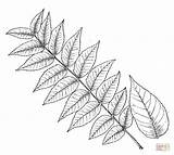 Walnut Coloring Pages Leaflet Tree Drawing Getdrawings sketch template