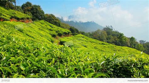 mountain tea plantation  munnar kerala india stock video footage
