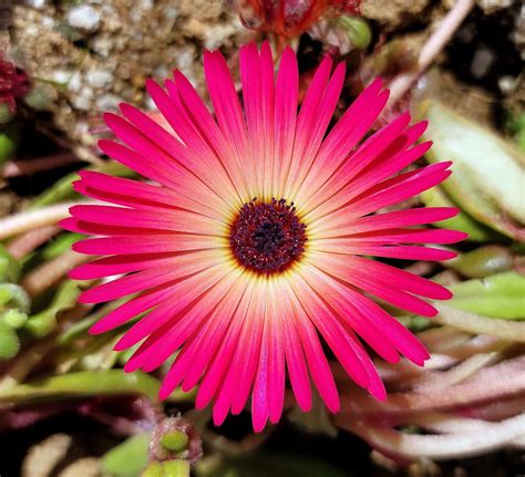 flower color spring livingstone  photo  pixabay pixabay
