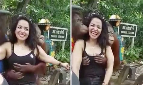 video cheeky orangutan grabs woman s boobs uk