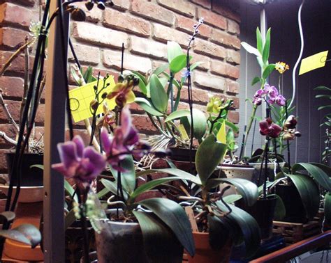 orchid collection   high output fluorescent grow