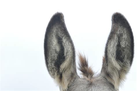 donkey ears nedra flickr