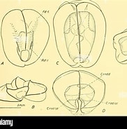Afbeeldingsresultaten voor "melophysa Melo". Grootte: 182 x 185. Bron: www.alamy.com