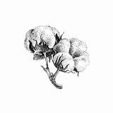 Cotone Pianta Disegnata Annata Fiore Nella sketch template