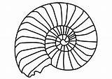 Coloring Mollusc Ammonite sketch template